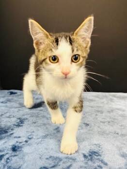 Sun Hat -  Domestic Short Hair Cat for Adoption in Hawk Point, Missouri - Sun Hat | PetCurious