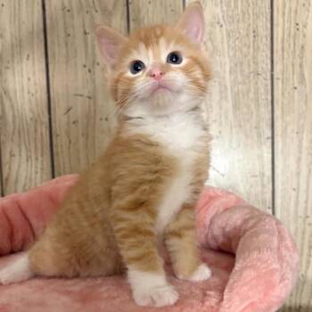 Domestic Short Hair Cats Available for Adoption in North Canton, Ohio - Elm | PetCurious