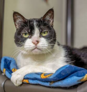 Rescue Domestic Short Hair Cats for Adoption in Arlington, Washington - Sierra | PetCurious