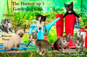 Domestic Short Hair Cats Available for Adoption in Culpeper, Virginia - ButterCup | PetCurious