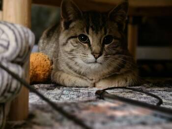 Domestic Short Hair Cats Available for Adoption - Tigger | PetCurious