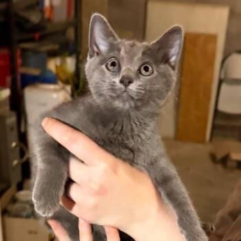 Cloud -  Domestic Medium Hair Cat Available for Adoption in Midland, Texas - Cloud | PetCurious