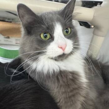 Knox ARC2025-493 -  Domestic Medium Hair Cat for Adoption in Akron, New York - Knox ARC2025-493 | PetCurious