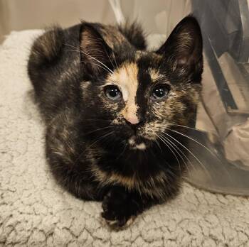 Rescue Domestic Short Hair Cats for Adoption in Ridgefield, Connecticut - Coconut | PetCurious