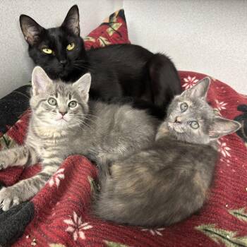Stella -  Domestic Short Hair Cat for Adoption in Waynesburg, Pennsylvania - Stella | PetCurious