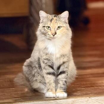 Smelly Cat -  Dilute Calico Cat for Adoption in Tampa, Florida - Smelly Cat | PetCurious