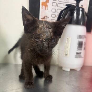 monk -  Domestic Short Hair Cat for Adoption in Parrish, Alabama - Monk | PetCurious