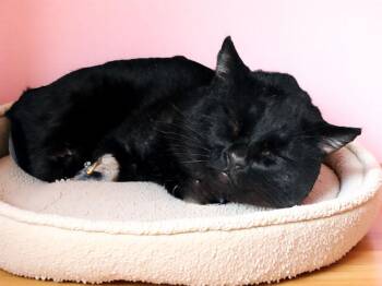 Domestic Short Hair Cats Available for Adoption - LEONEL | PetCurious