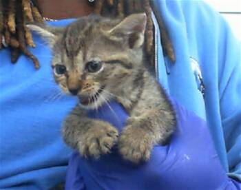 Rescue Domestic Short Hair Cats for Adoption in Dallas, Texas - FLORENCE | PetCurious