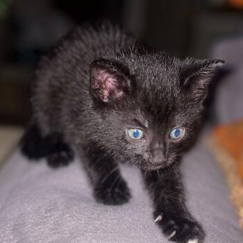 Domestic Short Hair Cats Available for Adoption - Syracuse, Savannah, Seattle | PetCurious