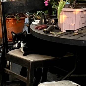 Will -  Domestic Short Hair Cat for Adoption in Los Angeles, California - Will | PetCurious
