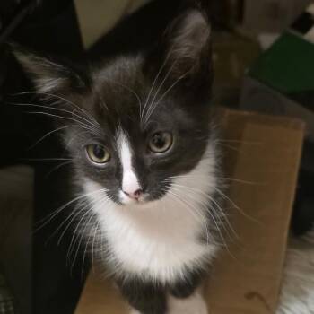 Samson -  Domestic Short Hair Cat for Adoption in Buffalo, Minnesota - Samson | PetCurious