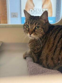 Tonk Tonks -  Domestic Short Hair Cat for Adoption in Chamblee, Georgia - Tonk Tonks | PetCurious