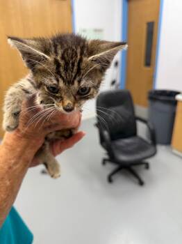 Rescue Domestic Short Hair Cats for Adoption in Hartsville, South Carolina - Roo | PetCurious