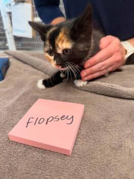 Flopsey -  Calico Cat for Adoption in Vancouver, Washington - Flopsey | PetCurious
