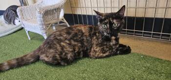 Rescue Domestic Short Hair Cats for Adoption in Powder Springs, Georgia - Gia | PetCurious