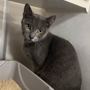 Dulce -  Domestic Short Hair Cat for Adoption in Fairport, New York - Dulce | PetCurious
