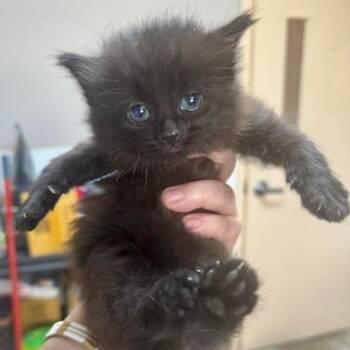 Hammy -  Domestic Long Hair Cat for Adoption in Mooresville, North Carolina - Hammy | PetCurious