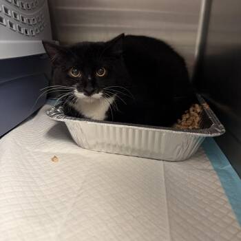Wind -  Domestic Short Hair Cat for Adoption in Salt Lake City, Utah - Wind | PetCurious