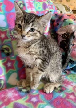 Vinnie -  Domestic Short Hair Cat for Adoption in San Jose, California - Vinnie | PetCurious