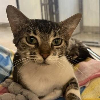 Cliff -  Domestic Short Hair Cat for Adoption in Dubuque, Iowa - Cliff | PetCurious