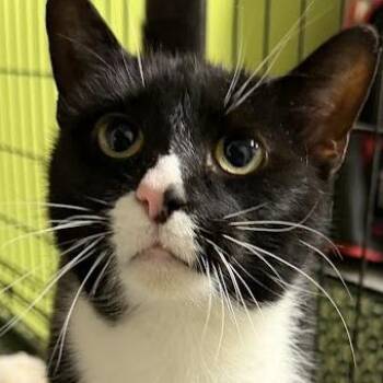 Domestic Short Hair Cats Available for Adoption - Minnie | PetCurious