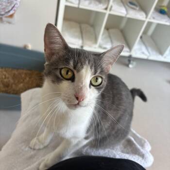 Laguna -  Domestic Short Hair Cat for Adoption in Redwood City, California - Laguna | PetCurious