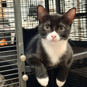 Alessio -  Domestic Short Hair Cat for Adoption in Homestead, Florida - Alessio | PetCurious