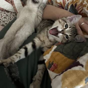 RoyG Biv -  Domestic Short Hair Cat for Adoption in Austin, Texas - RoyG Biv | PetCurious