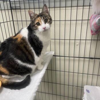 Purr Purr -  Domestic Short Hair Cat for Adoption in Galax, Virginia - Purr Purr | PetCurious