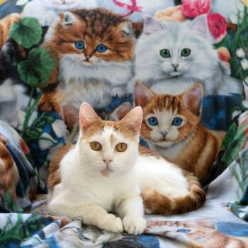 Rescue Domestic Short Hair Cats for Adoption in Mckean, Pennsylvania - Roper | PetCurious