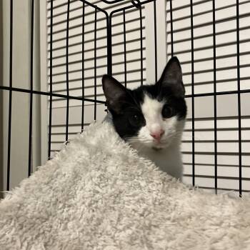 Rescue Domestic Short Hair Cats for Adoption in Louisville, Kentucky - Pixel | PetCurious