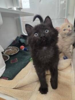 Rock -  Domestic Short Hair Cat Available for Adoption in Savannah, Georgia - Rock | PetCurious