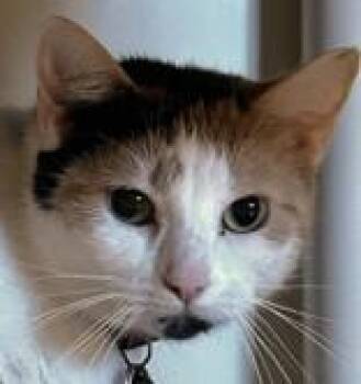 Domestic Short Hair Cats Available for Adoption in Lansing, Michigan - Elle J | PetCurious