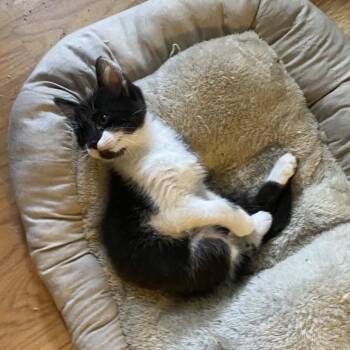 Domestic Short Hair Cats Available for Adoption in Prescott, Arizona - Trixie | PetCurious