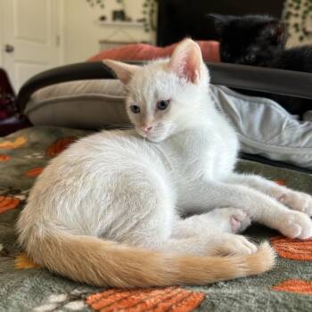 Ritz -  Domestic Short Hair Cat for Adoption in Bedford, New Hampshire - Ritz | PetCurious