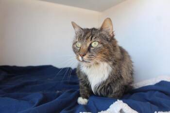 Starla -  Domestic Medium Hair Cat for Adoption in Chestertown, Maryland - Starla | PetCurious