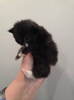 Cash -  Domestic Short Hair Cat for Adoption in Lunenburg, Vermont - Cash | PetCurious