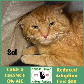 Rescue Domestic Short Hair and Tabby Cats for Adoption in Winchendon, Massachusetts - Sol | PetCurious