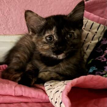 Galaxy -  Tortoiseshell Cat for Adoption in Melbourne, Arkansas - Galaxy | PetCurious