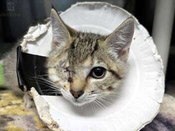 Roxanne -  Domestic Short Hair Cat for Adoption in Portland, Oregon - Roxanne | PetCurious