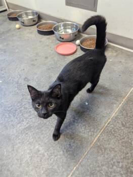 Rescue Domestic Short Hair Cats for Adoption in Brunswick, Georgia - CHLOE | PetCurious