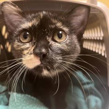 Stardust -  Domestic Short Hair Cat for Adoption in Merriam, Kansas - Stardust | PetCurious