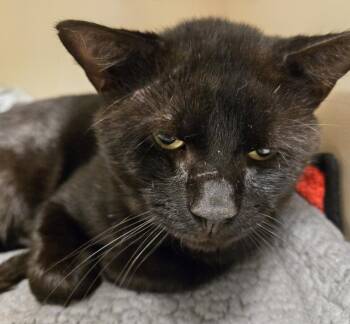 Bear -  Domestic Short Hair Cat for Adoption in Windsor, Connecticut - Bear | PetCurious