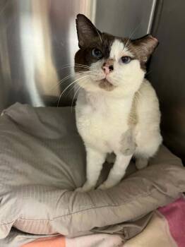Solo -  Snowshoe Cat for Adoption in West Palm Beach, Florida - Solo | PetCurious