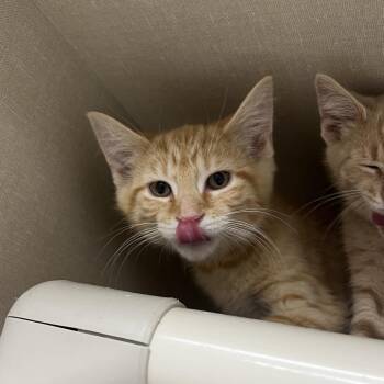 West -  Domestic Short Hair Cat for Adoption in Mentor, Ohio - West | PetCurious