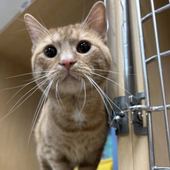 Rescue Domestic Short Hair Cats for Adoption in Pittsburgh, Pennsylvania - Calypso | PetCurious