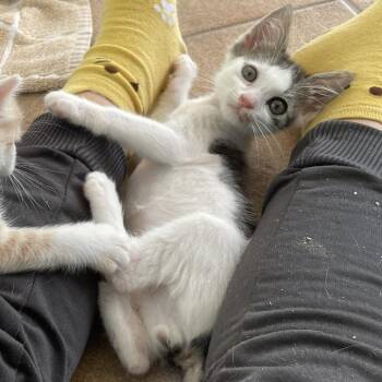 Led Zeppelin -  Domestic Short Hair Cat for Adoption in Hemet, California - Led Zeppelin | PetCurious