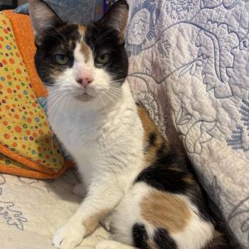 Rescue Domestic Short Hair Cats for Adoption in Lapeer, Michigan - Callie | PetCurious