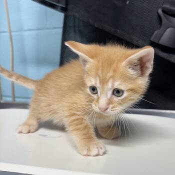 Rescue Domestic Short Hair Cats for Adoption in Jefferson City, Tennessee - McGiblets | PetCurious